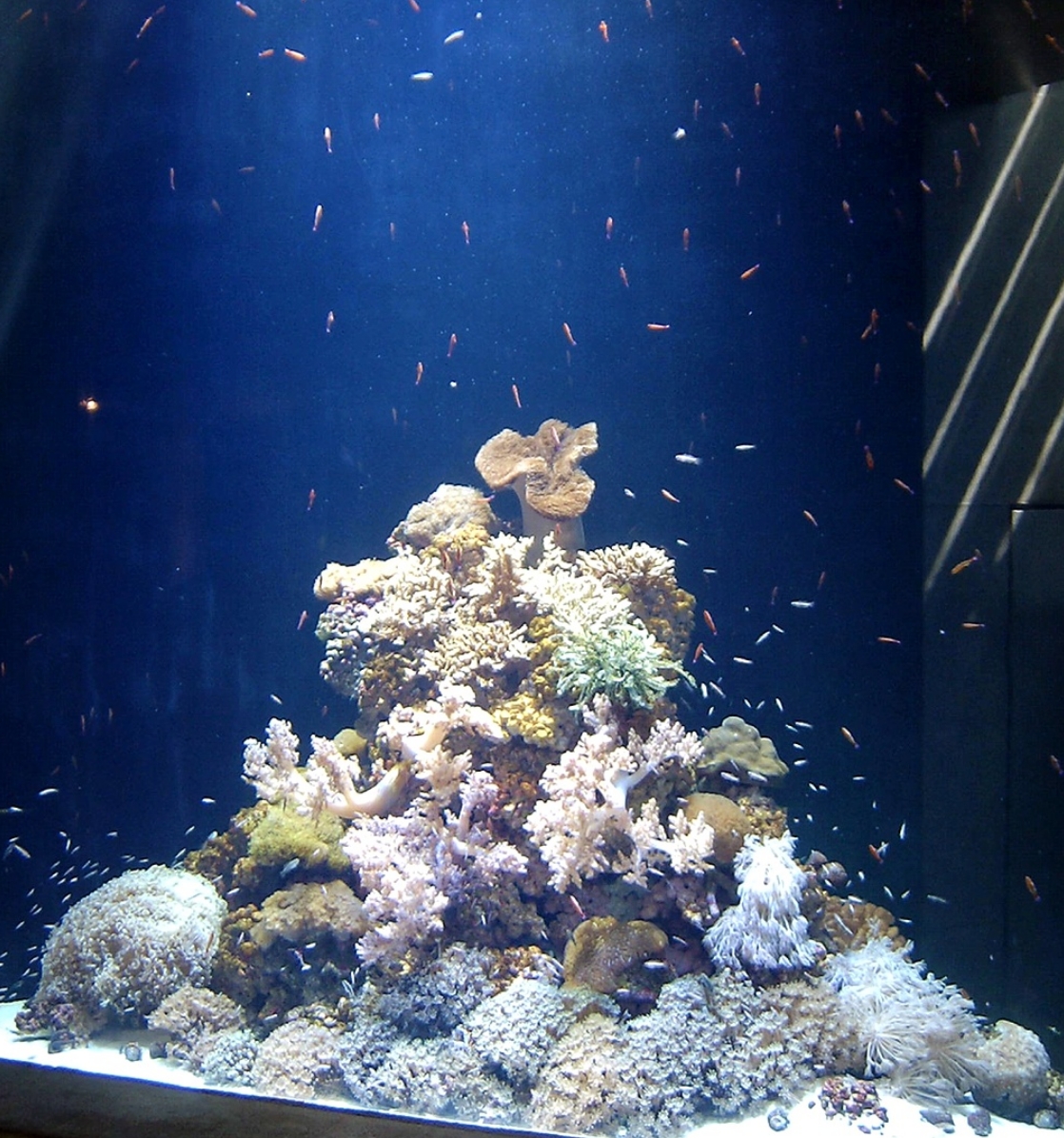 Aquarium / Fish tank Laforet Engineering